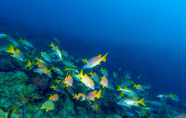 Schule der Schnapper, Cayo Largo — Stockfoto