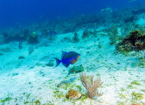 Der Drückerfisch (balistoides), cayo largo — Stockfoto