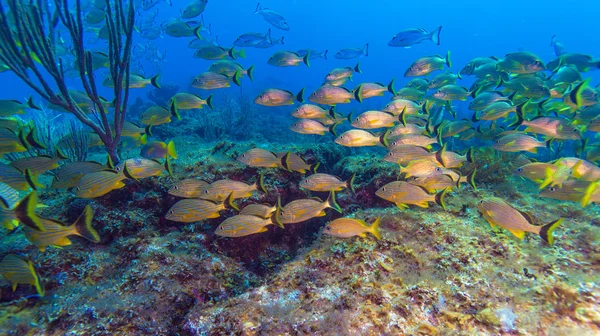 School of Yellow Fishes — Stock Photo, Image