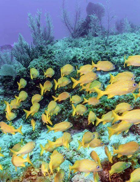 Escuela de Peces Amarillos — Foto de Stock