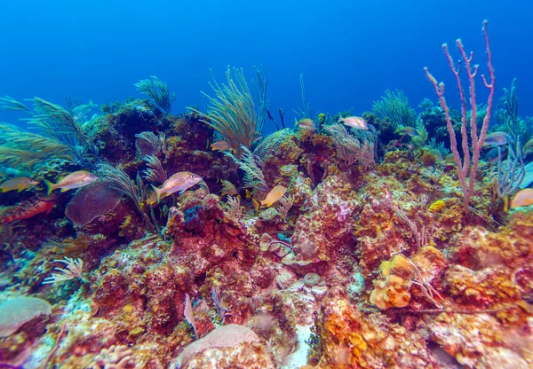 Korallzátonyok a Cayo Largo közelében — Stock Fotó