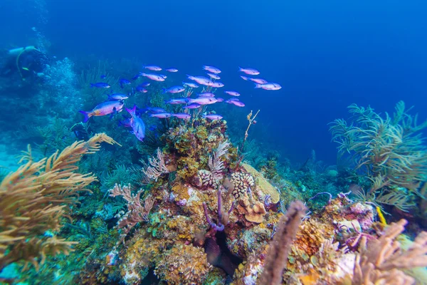 Barriera corallina vicino Cayo Largo — Foto Stock