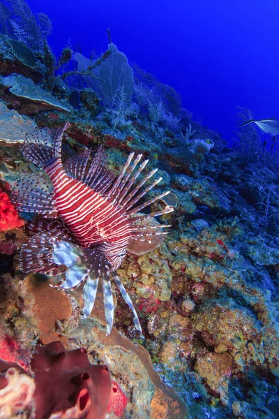 Lionfish (Pterois) near coral, Cayo Largo, — Stock Photo, Image