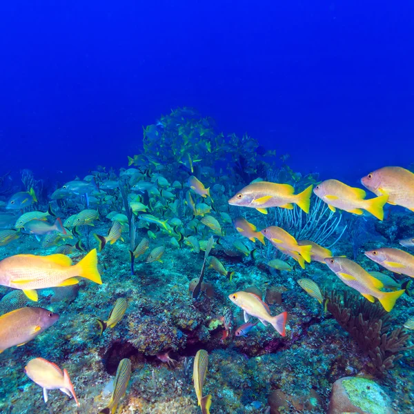 Skola av snappers, Cayo Largo — Stockfoto