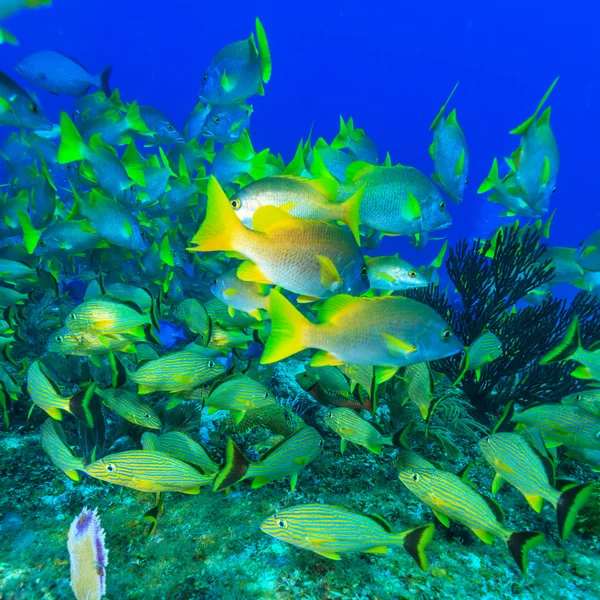 Skola av snappers, Cayo Largo — Stockfoto