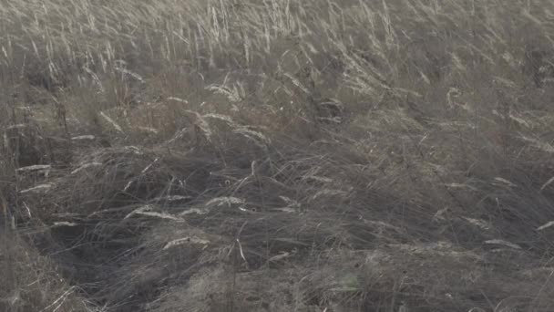 Närbild av rörliga torrt gräs i fältet — Stockvideo