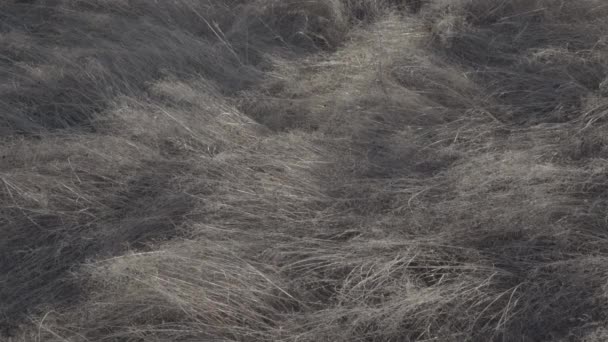 Gros plan d'herbe sèche en mouvement dans le champ 