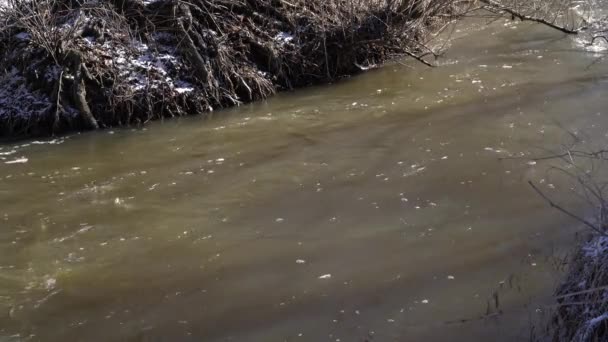 Verschneiter Wald mit kleinem Fluss — Stockvideo