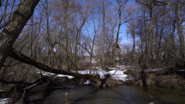 Verschneiter Wald mit kleinem Fluss — Stockvideo