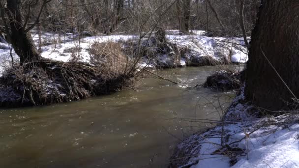 Snowy skogen med liten flod — Stockvideo