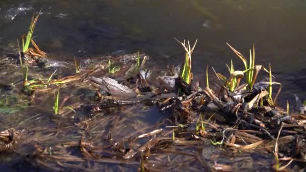 Herbe verte fraîche et rivière de la forêt 