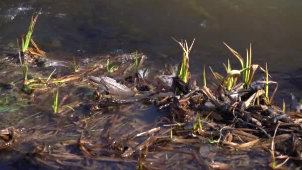 Frisches grünes Gras und Waldfluss — Stockvideo