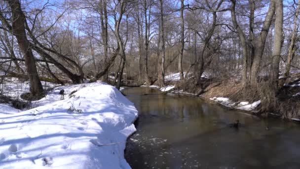 Snowy skogen med liten flod — Stockvideo