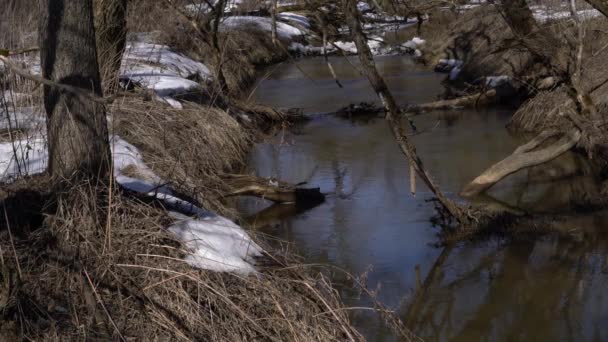 Små vattenfall i skogen River — Stockvideo