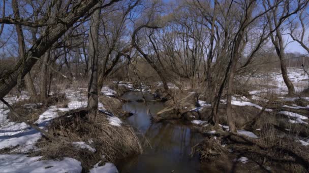 Piccolo fiume nella foresta a primavera — Video Stock