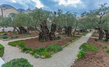 Getsemani'ye Garden'da Mount of Olives, Jerusalem, İsrail