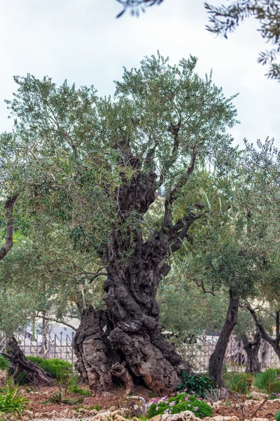 Jardim do Getsêmani no Monte das Oliveiras, Jerusalém, Israel — Fotografia de Stock