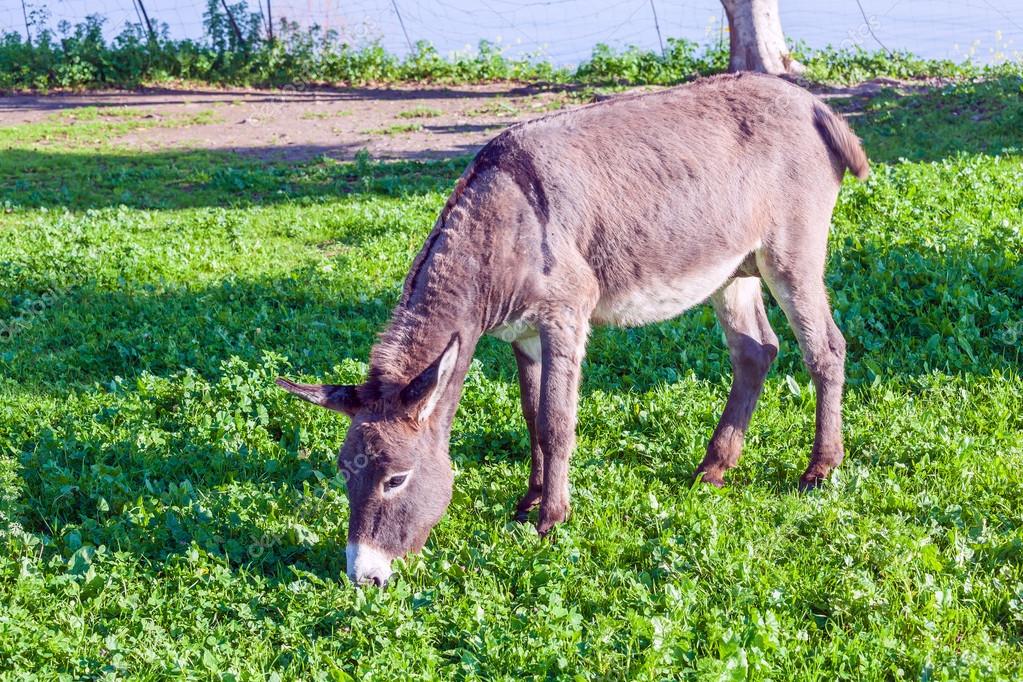 Cute Donkey Eating Green Grass near Lake Stock Photo by ©Rostislavv