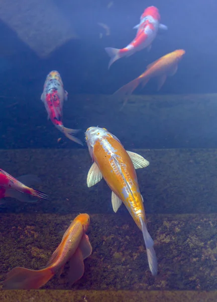 Koi Lagoa com Japão Carpas coloridas Peixes — Fotografia de Stock