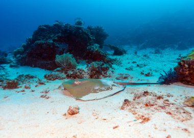 Dalış, Komodo, whiptail Stingray (Dasyatis pastinaca)