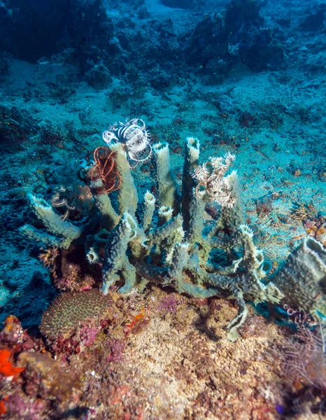 Corais coloridos duros no fundo do mar, Bali, Indonésia — Fotografia de Stock