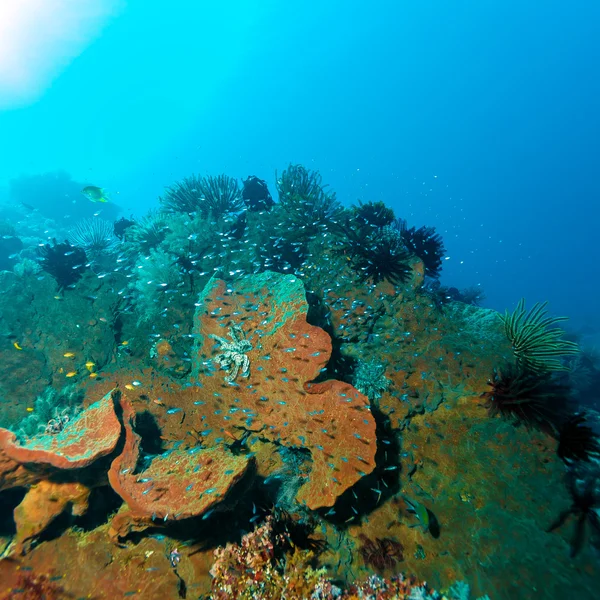 Peces y fondo marino del ecosistema — Foto de Stock