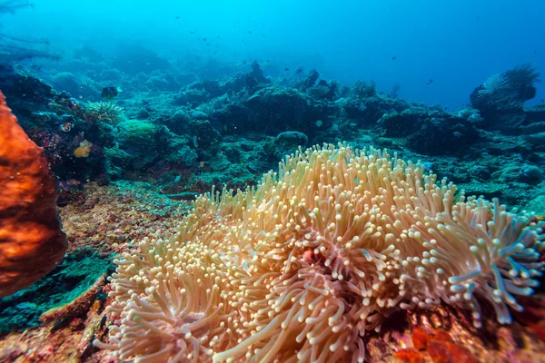 カラフルなサンゴ礁の近くの熱帯魚 — ストック写真