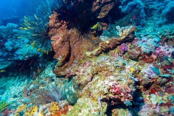 Kolorowe tropikalne rafy z morza Lilie — Zdjęcie stockowe