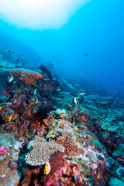 Peixes e fundo do mar do ecossistema — Fotografia de Stock