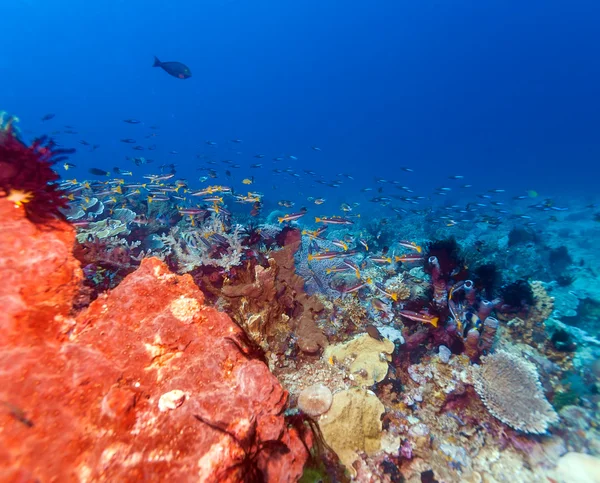 カラフルなサンゴ礁の近くの熱帯魚 — ストック写真