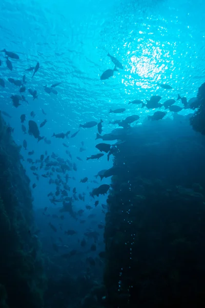 Peces tropicales cerca del colorido arrecife de coral — Foto de Stock