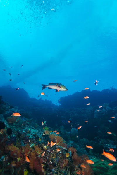 Peces tropicales cerca del colorido arrecife de coral — Foto de Stock