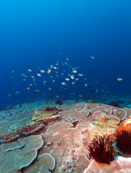 Peixes e fundo do mar do ecossistema — Fotografia de Stock