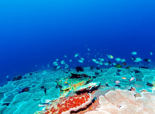 Peces y fondo marino del ecosistema — Foto de Stock