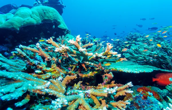 Coralli duri colorato al mare inferiore, Bali, Indonesia — Foto Stock