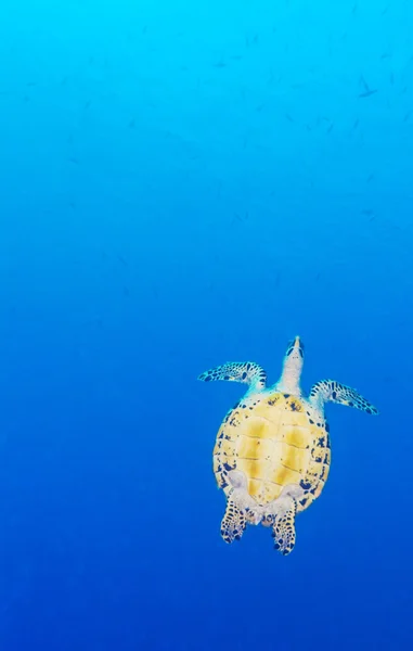 Green Sea Turtle near Coral Reef, Bali — Stock Photo, Image