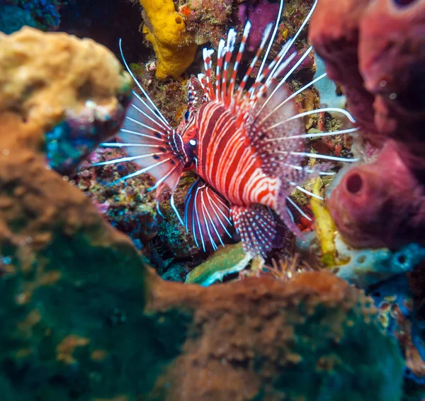 Nahaufnahme von roten Löwenfischen, Komodo — Stockfoto