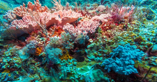 Peixes e fundo do mar do ecossistema — Fotografia de Stock