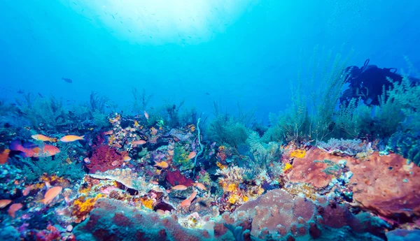 Silhouet van scuba duiker in de buurt van de zeebodem — Stockfoto