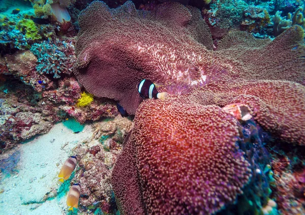 Tropical Fishes near Colorful Coral Reef — Stock Photo, Image