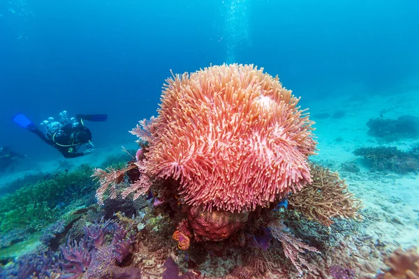 Tropikalne ryby w pobliżu kolorowy koral rafa — Zdjęcie stockowe