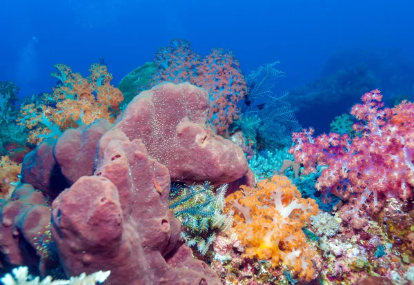 Peixes e fundo do mar do ecossistema — Fotografia de Stock