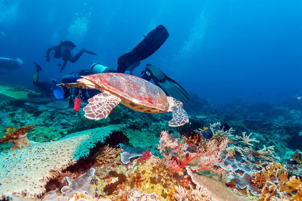 サンゴ礁、バリ島の近くの緑のウミガメ — ストック写真