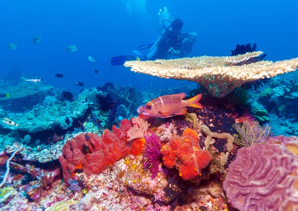 Colorful Tropical Reef Landscape — Stock Photo, Image