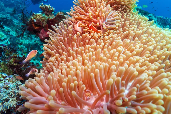 Tropical Fishes near Colorful Coral Reef — Stock Photo, Image