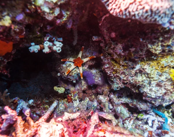 Estrella de mar azul en el fondo arenoso del arrecife — Foto de Stock