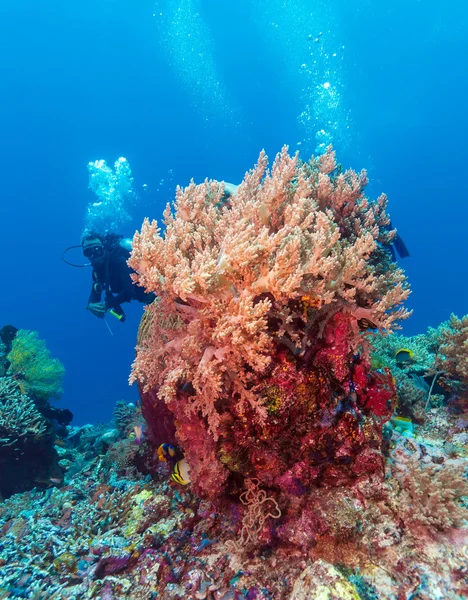 Paesaggio tropicale variopinto della barriera corallina — Foto Stock