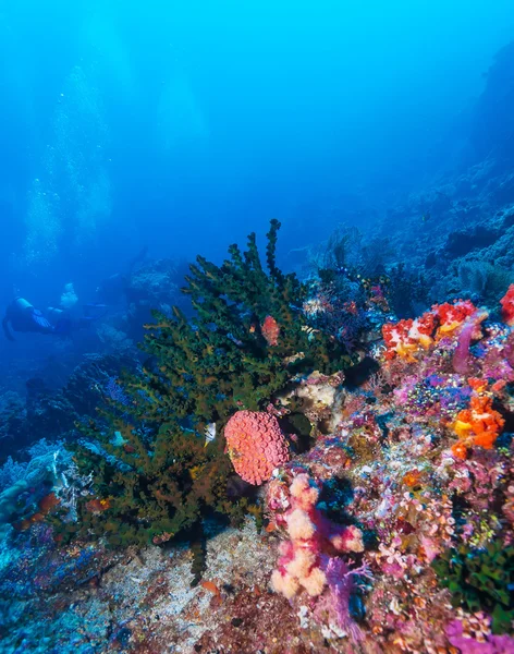 Fische und Meeresboden des Ökosystems — Stockfoto