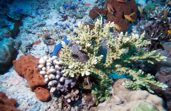 Fiskar och havsbotten av ekosystem — Stockfoto