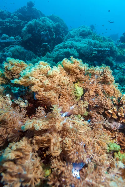 Colorful Tropical Reef Landscape — Stock Photo, Image